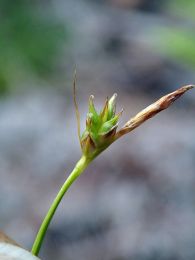 Carex tonsa